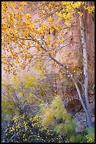 Tree and shrubs in autumn foliage against red cliff. Capitol Reef National Park, Utah, USA.