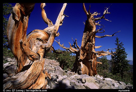 Bristlecone Pine trees near Wheeler Peak, morning. Great Basin National Park, Nevada, USA.