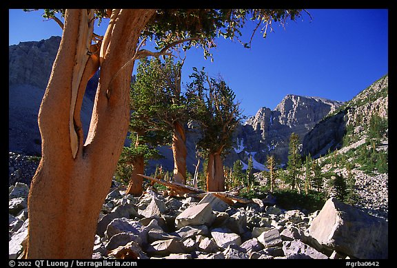 Bristlecone Pine trees and Wheeler Peak, morning. Great Basin National Park, Nevada, USA.