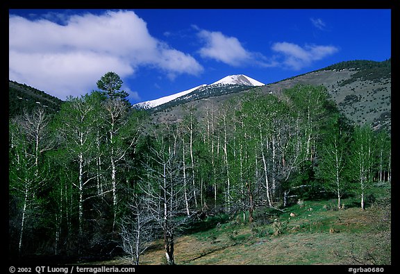 Trees and mountains, Baker Creek, morning spring. Great Basin National Park (color)