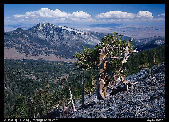 Bristlecone pine tree on slope overlooking desert, Mt Washington. Great Basin National Park, Nevada, USA.