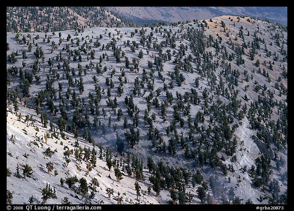 Hillside covered by forest of Bristlecone Pines near Mt Washington. Great Basin National Park (color)