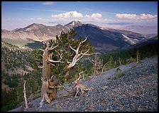Bristelecone pines on Mt Washington, overlooking valley and distant ranges. Great Basin National Park, Nevada, USA. (color)
