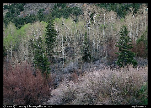 Tapestry of shrubs and trees in early spring. Great Basin National Park (color)