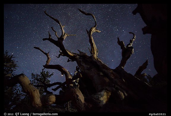 Twisted bristlecone pine and stars by night. Great Basin National Park, Nevada, USA.