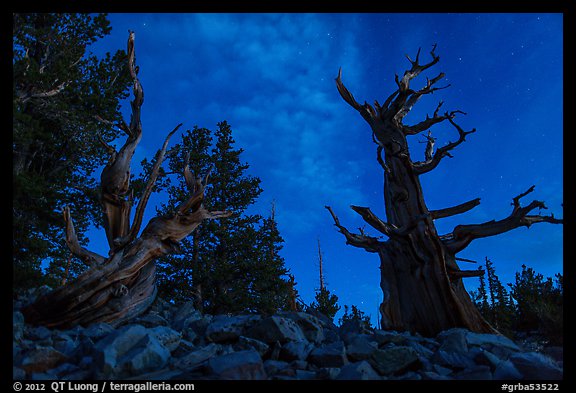 Bristlecone pine trees with last stars at pre-dawn. Great Basin National Park, Nevada, USA.