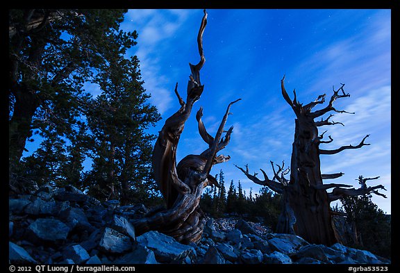 Bristlecone pine trees at twilight, Wheeler cirque. Great Basin National Park (color)