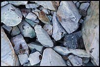 Ground close-up with quartzite blocks and bristlecone pine cones. Great Basin National Park, Nevada, USA. (color)