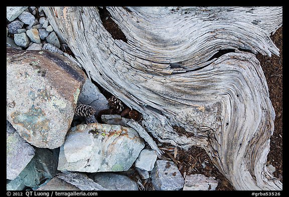 Ground close-up with quartzite, bristlecone pine cones and roots. Great Basin National Park, Nevada, USA.