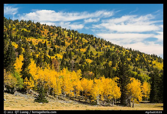 Mixed forest in autumn foliage. Great Basin National Park, Nevada, USA.