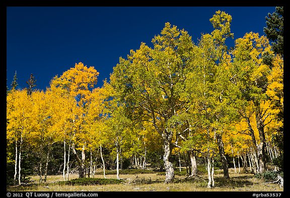 Trees in fall foliage. Great Basin National Park (color)