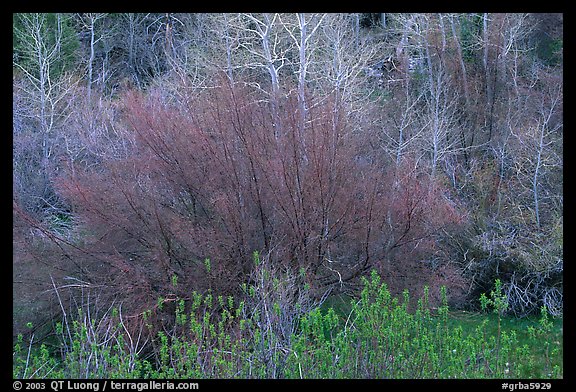 Budding trees in spring, Baker Creek. Great Basin National Park (color)