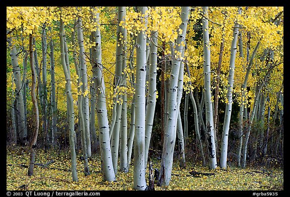 [open edition] Aspens, Windy Canyon, autumn. Great Basin  National Park (color)