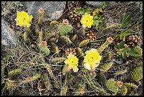 Close-up of cactus in blooms with fallen pinyon pine cones. Great Basin National Park, Nevada, USA.