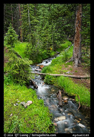 Verdant Snake Creek in summer. Great Basin National Park (color)
