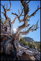 Bristlecone Pine tree and sun. Great Basin National Park ( color)