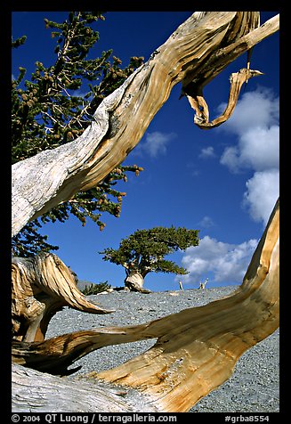 Small bristlecone tree seen through branches, morning. Great Basin National Park (color)