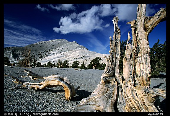 Weathered Bristlecone Pine squeleton and Mt Washington, morning. Great Basin National Park, Nevada, USA.