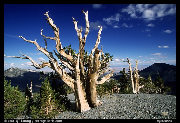 Tall Bristlecone pine trees, afternoon. Great Basin National Park, Nevada, USA.