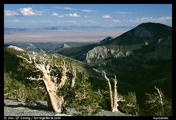 Bristlecone pine trees and Pole Canyon, afternoon. Great Basin National Park (color)