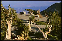 Grove of Bristlecone Pine trees, near Mt Washington late afternoon. Great Basin National Park, Nevada, USA. (color)