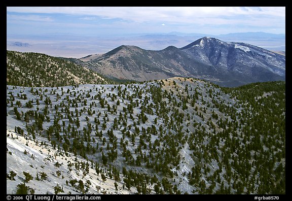 Mountains covered with Bristlecone Pines near Mt Washington, morning. Great Basin National Park (color)