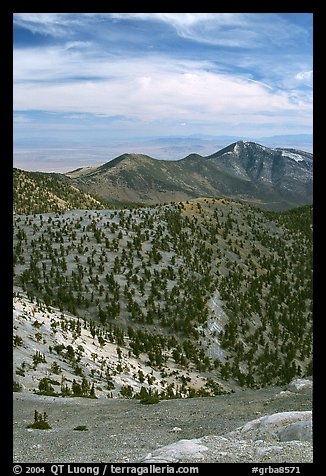 Slopes covered with Bristlecone Pine trees seen from Mt Washington, morning. Great Basin National Park, Nevada, USA.