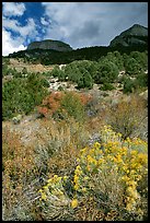 Sage in bloom and Snake Range. Great Basin National Park, Nevada, USA. (color)