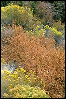 Sagebrush in bloom. Great Basin National Park, Nevada, USA. (color)