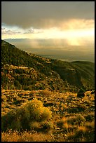 Sage covered slopes above Spring Valley. Great Basin National Park, Nevada, USA. (color)