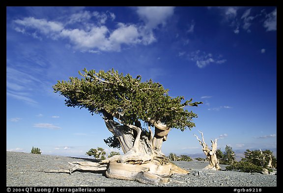 Twisted Bristlecone pine tree with Bonsai shape. Great Basin National Park (color)