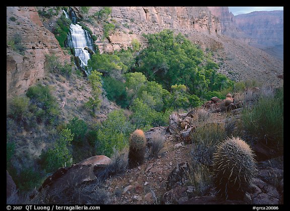 Barrel cacti and Thunder Spring, early morning. Grand Canyon  National Park (color)