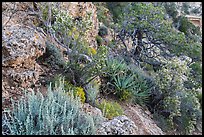 Pinyon pine and juniper zone vegetation zone. Grand Canyon National Park ( color)
