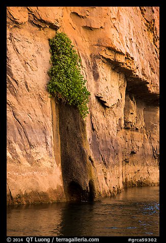 Vegetation clinging on cliff above river. Grand Canyon National Park (color)