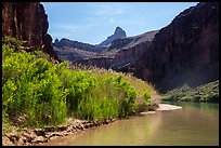 Vegetation thicket on banks of Colorado River. Grand Canyon National Park, Arizona, USA.