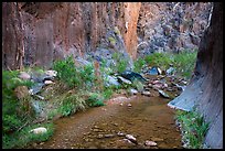 Stream and riparian environment, Clear Creek. Grand Canyon National Park, Arizona, USA.