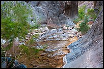 Gorge and riparian environment, Clear Creek. Grand Canyon National Park, Arizona, USA.