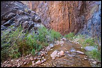 Cliffs and stream, Clear Creek. Grand Canyon National Park, Arizona, USA.