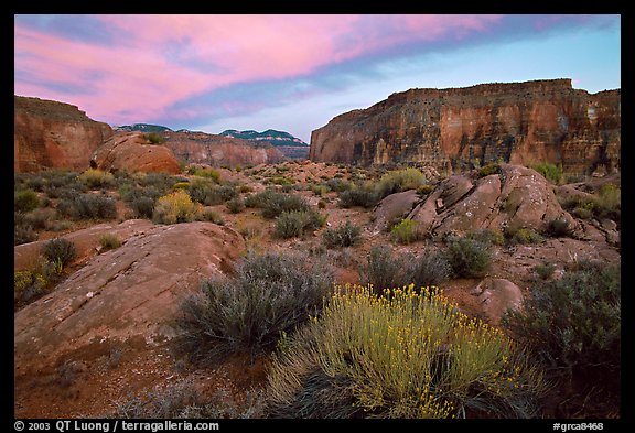 Flowers and wall in Surprise Valley near Tapeats Creek, sunset. Grand Canyon National Park, Arizona, USA.