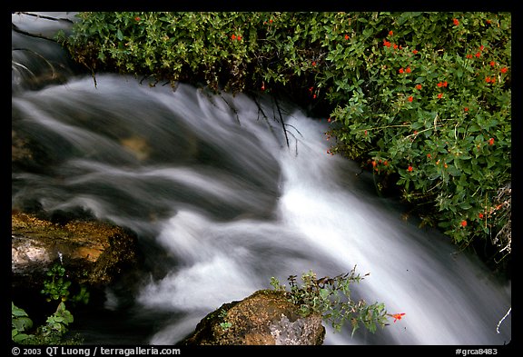 Thunder River stream with red flowers. Grand Canyon National Park, Arizona, USA.