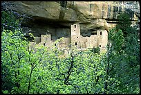 Trees and Cliff Palace, morning. Mesa Verde National Park, Colorado, USA.