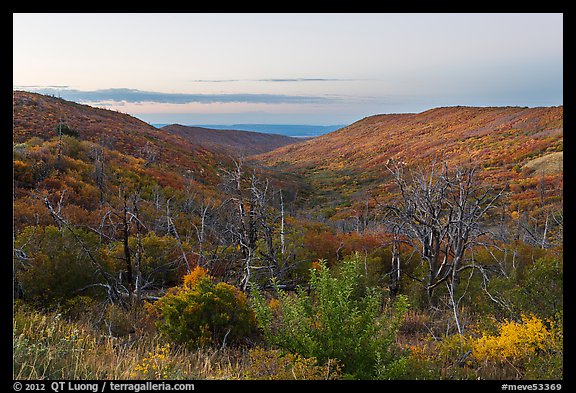 Canyon slopes covered in fall foliage at sunrise. Mesa Verde National Park, Colorado, USA.