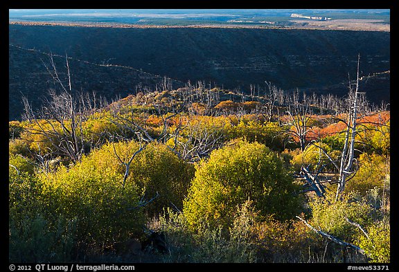 Trees, shrubs, and cliff shadow, early morning. Mesa Verde National Park, Colorado, USA.