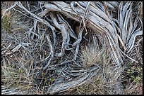 Close up of grasses and roots. Mesa Verde National Park, Colorado, USA.
