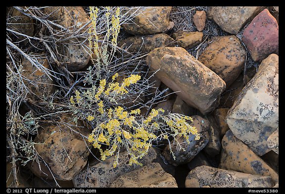 Close up of flowers and rocks used in Ancestral Puebloan structures. Mesa Verde National Park, Colorado, USA.