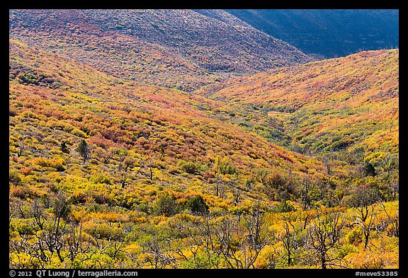 Slopes covered with shrubs in brillant autumn color. Mesa Verde National Park, Colorado, USA.