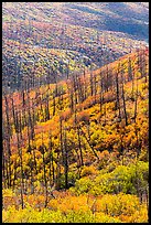 Burned forest and vividly colored shurbs in autumn. Mesa Verde National Park, Colorado, USA. (color)