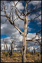 Standing skeletons of burned trees, Wetherill Mesa. Mesa Verde National Park ( color)
