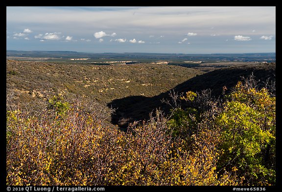 Srubs in autumn and cuesta, Wetherill Mesa. Mesa Verde National Park, Colorado, USA.
