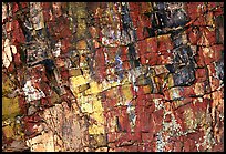 Triassic Era Colorful petrified wood close-up. Petrified Forest National Park, Arizona, USA.